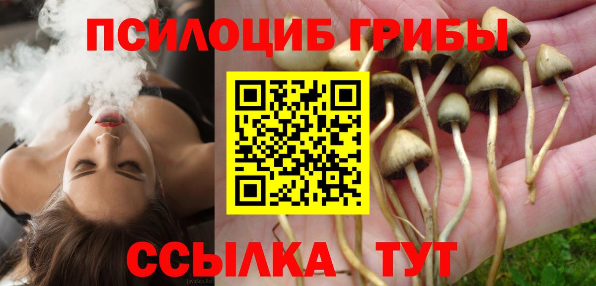 Псилоцибиновые грибы Cubensis Урус-Мартан